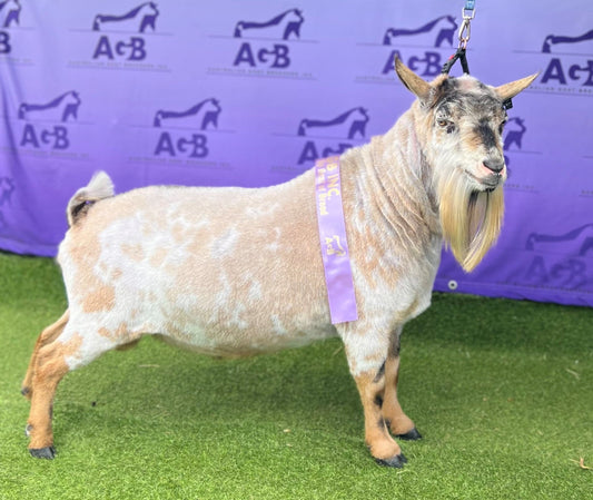 Celebrating Stoney Creek Colton: A Star Among Rubi Miniature Goats - Lewina Homestead
