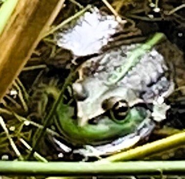 How Lewina Homestead Protects Tasmania's Native Frogs - Lewina Homestead