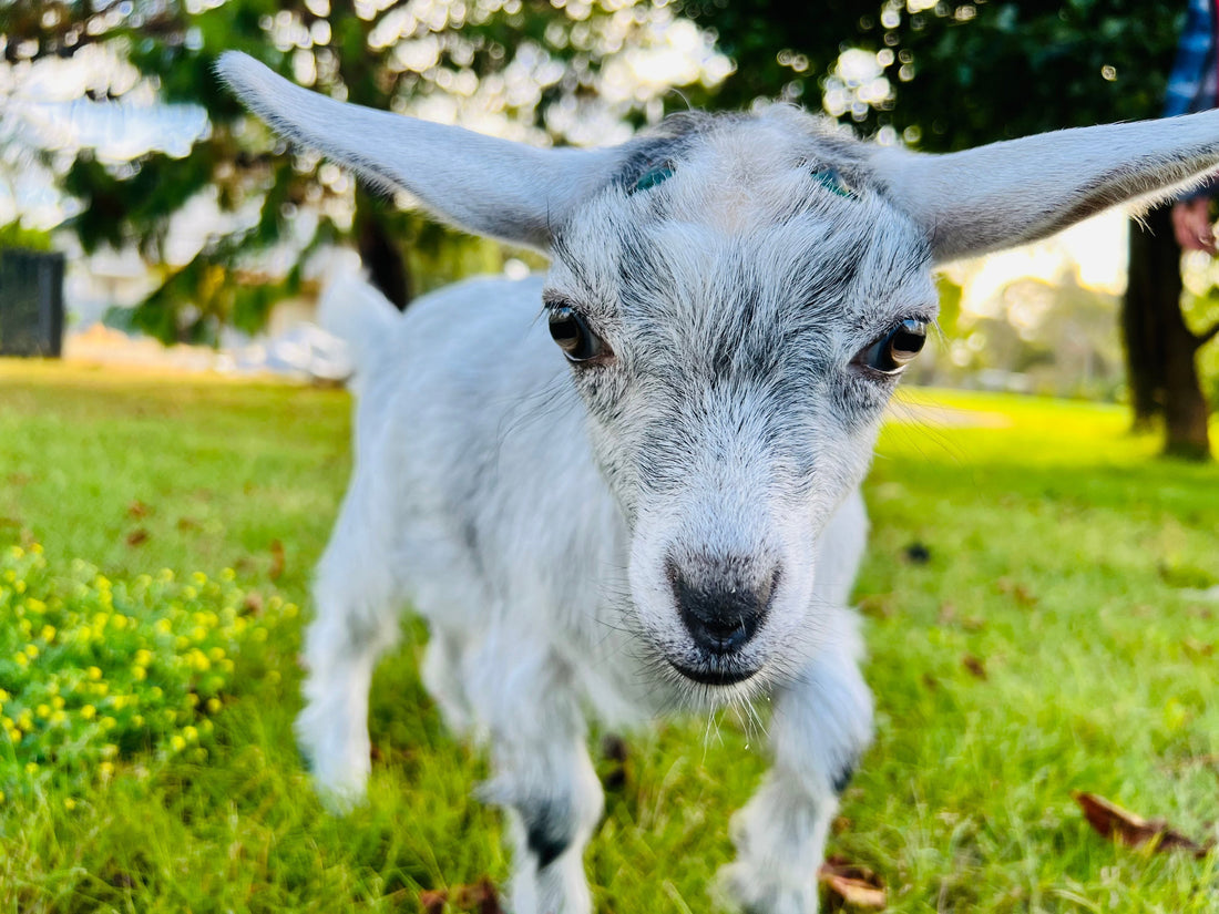 Nigerian Dwarf Goats: Mini Milkers with Big Benefits for Allergy Sufferers - Lewina Homestead
