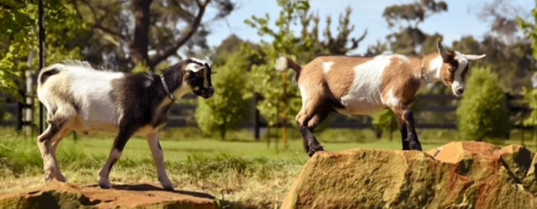 Lewina Homestead in Squeaking Point, Tasmania — farmhouse porch and coastal light.